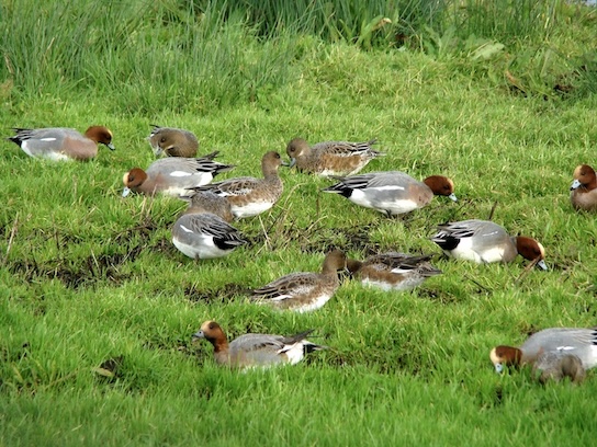 wigeon